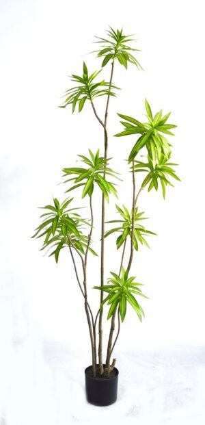 PLANTA DRACAENA REFLEXA