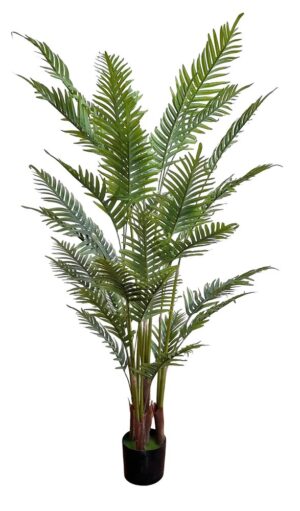PALMEIRA ARECA