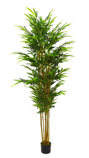 PLANTA DE BAMBOO
