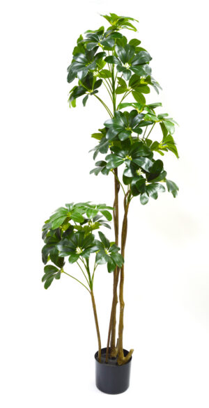 PLANTA SCHEFFLERA