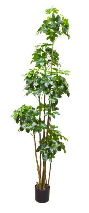 PLANTA SCHEFFLERA