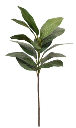 HASTE DE FICUS DA MONTANHA X 13 FLS