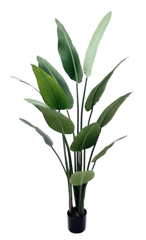 PLANTA FOLHA ESTRELÍCIA