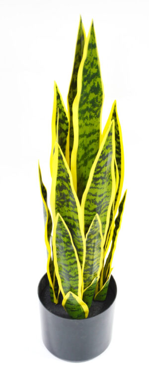 PLANTA ESPADA-DE-SÃO-JORGE