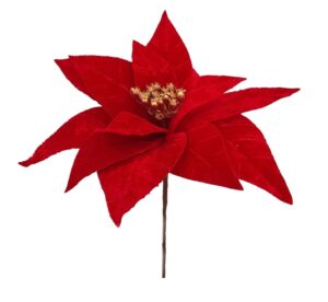 POINSETIA VELUDO