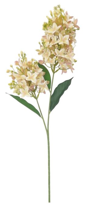 HASTE DE FRESIAS X 2