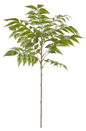 HASTE C/ FOLHAS "PEDILANTHUS"