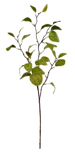 HASTE DE FOLHA PEPEROMIA