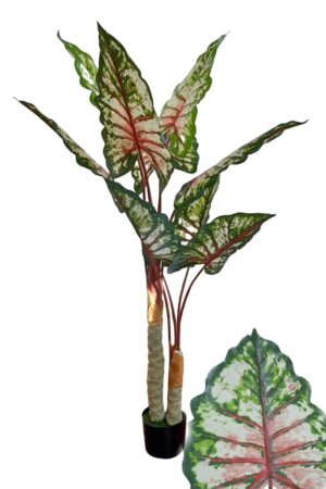 PLANTA DE PHILODENDRON