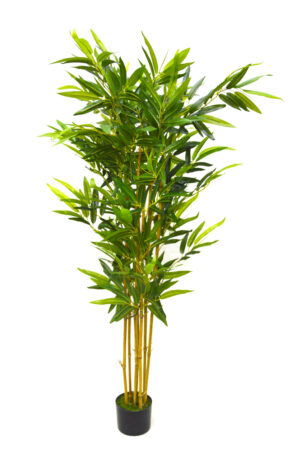 PLANTA DE BAMBOO