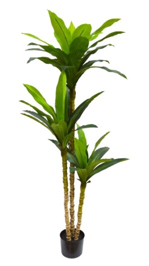 DRACENA