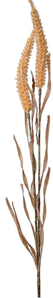 HASTE DE AMARANTUS X 2