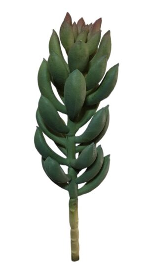 SUCULENTO RABO-DE-BURRO