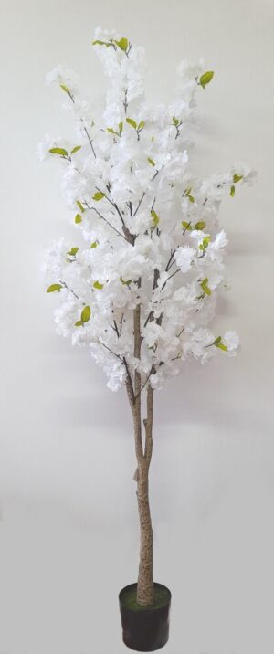 PLANTA DE PESSEGUEIRO