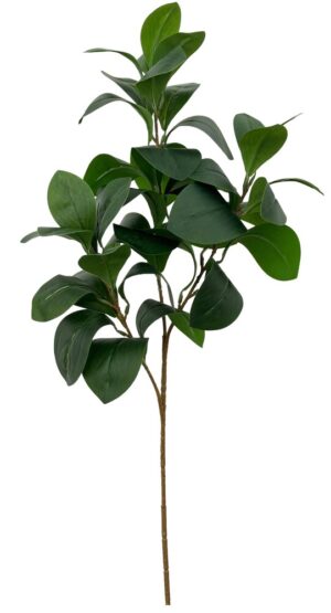 HASTE DE FOLHA DE PEPEROMIA X 3