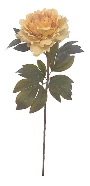 HASTE DE PEONIA