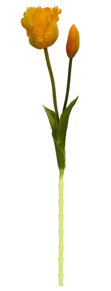 TULIPA C/ BOTÃO