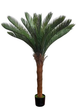 CYCA REVOLUTA X 1