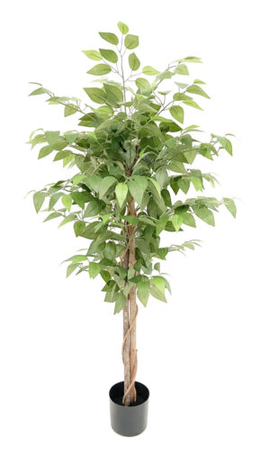 PLANTA DE FICUS