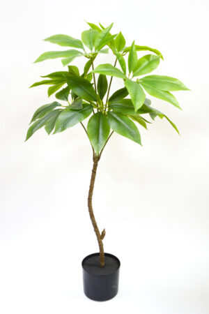 PLANTA PACHIRA