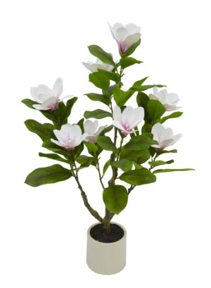 PLANTA DE MAGNÓLIA
