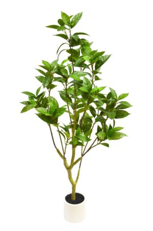 PLANTA DE LOUREIRO