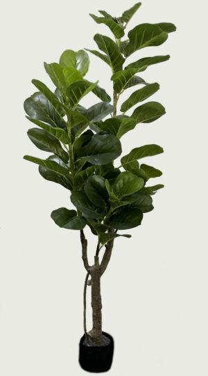 PLANTA "FIDDER"