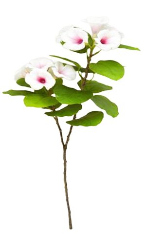 HASTE DEETÚNIA X 2 C/ 70 CM
