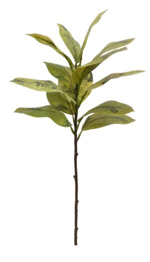 HASTE DE FICUS DA MONTANHA X 13 FLS C/ 85 CM