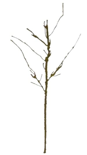 RAÍZ C/ 90 CM