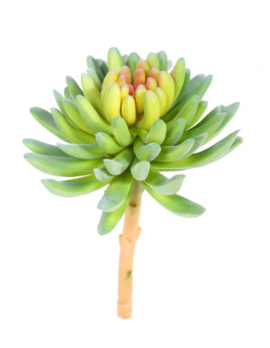 SUCULENTA C/ 13 CM