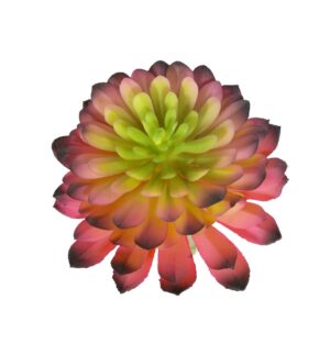 SUCULENTA C/ 16 CM