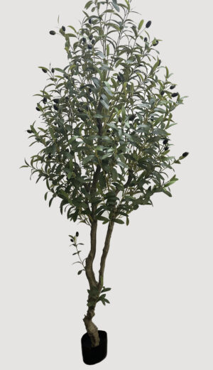 OLIVEIRA