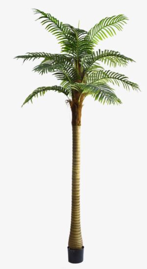 PALMEIRA