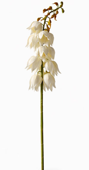 HASTE YUCCA BLOOM C/ 100 CM