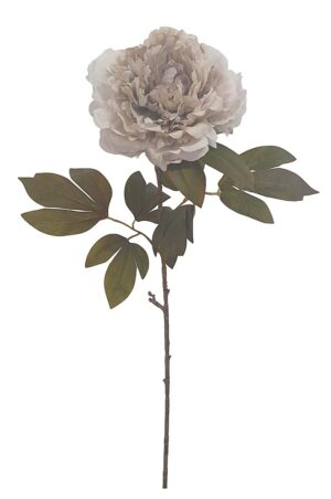 HASTE DE PEONIA