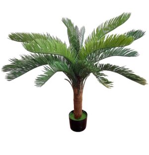 CYCA REVOLUTA X 1