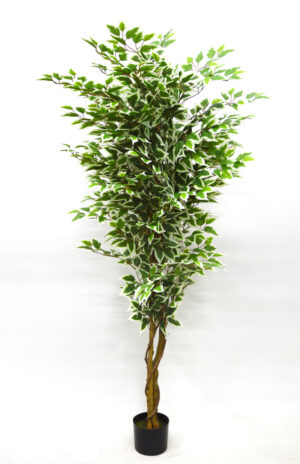 PLANTA DE FICUS