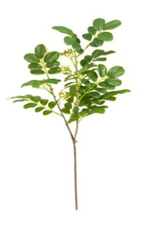 HASTE FOLHA DE CÁSSIA C/ 75 CM