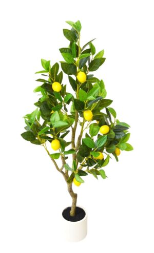 LIMOEIRO C/ 120 CM