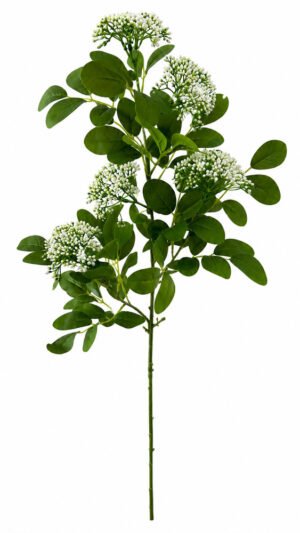 HASTE DE SKIMMIA