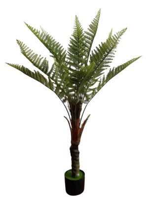 PLANTA DE FETO X 1