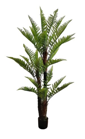 PLANTA DE FETO X 3 C/ 180 CM