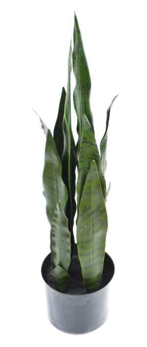 PLANTA ESPADA-DE-SÃO-JORGE C/ 68 CM