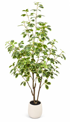 PLANTA DE FICUS