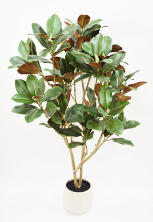 PLANTA FOLHAS DE MAGNÓLIA