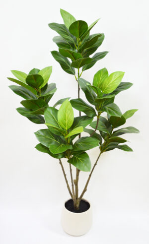 PLANTA DE FICUS DA MONTANHA