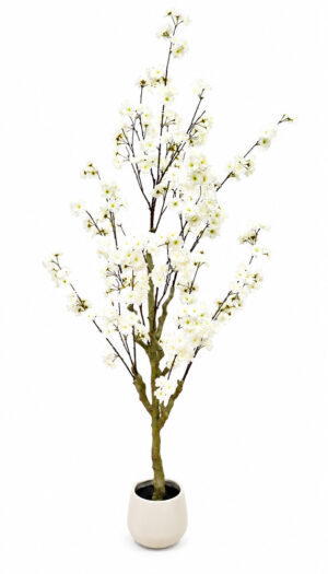 PLANTA DE CEREJEIRA