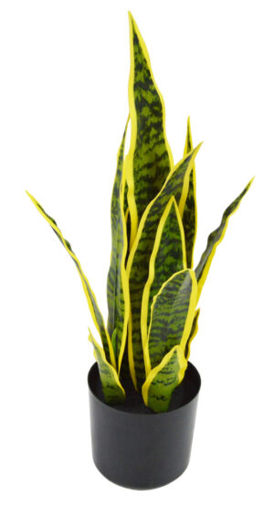 PLANTA ESPADA DE SÃO JORGE