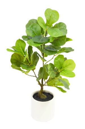 PLANTA DE FIDDER
